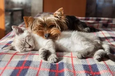 hond en kat