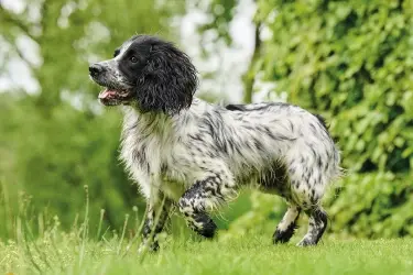 hond loopt mank