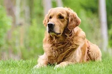 hoe zie ik of mijn hond wormen heeft