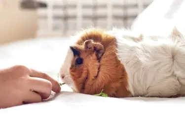 Jongen geeft cavia kruiden