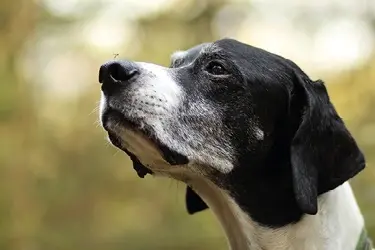 hond met hartworm mug