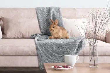 beaphar rabbitcomfort helpt konijnen op hun gemak te voelen