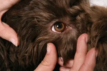 controle ontstoken oog hond