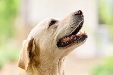 Gebitsproblemen bij hond en kat