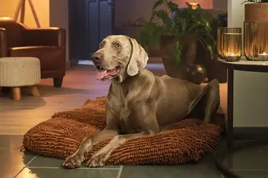 beaphar canicomfort voor stressvolle situaties gedragsproblemen honden