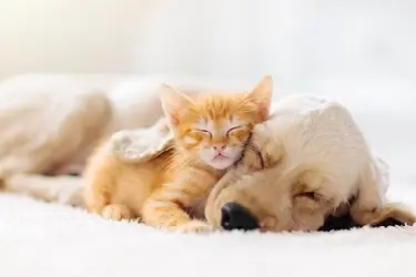 Spoelwormen komen vaak voor bij pups en kittens