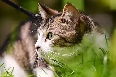 Beaphar vlooien en teken producten voor kat