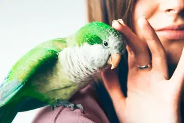 XtraVital vogelvoeding