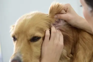 oorontsteking hond controleren