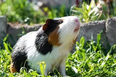 cavia buiten