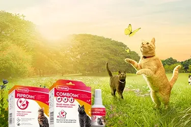 professionele oplossingen vlo teek kat