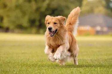 hond met artrose rent