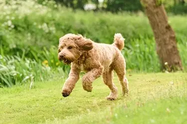 rennende hond