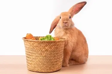 konijn eet niet