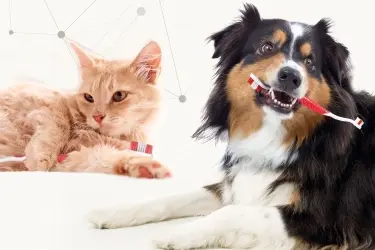 Tandenpoetsen bij hond en kat