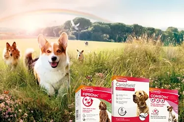 professionele oplossingen vlo teek hond