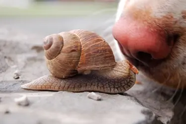 overdracht longworm bij hond en kat door slakken