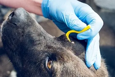 teek verwijderen hond