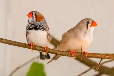 vogels last van luizen of mijten?