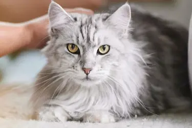 Beaphar pasta's voor de kat