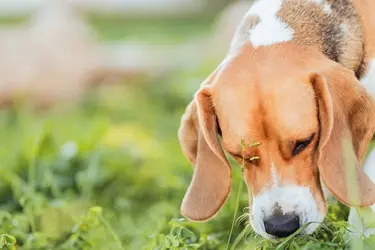 Wormen hond door contact besmette grond