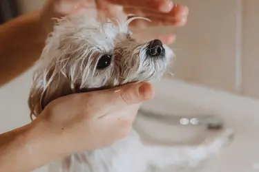 hond wassen met shampoo voor een droge huid