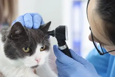 oorontsteking kat controle