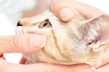 controle ontstoken oog kat