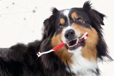 Gebitsverzorging bij hond en kat