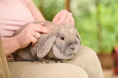 konijn controle luizen