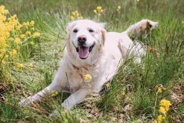 hond in tuin met hoog gras