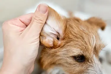 oormijt hond kat