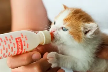 Mag een kitten puppymelk?