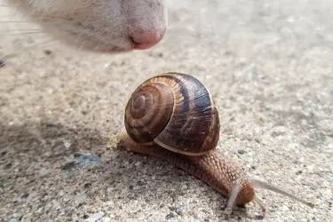 hond of kat eet slak