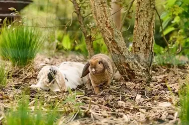 wintertips voor buitenkonijnen