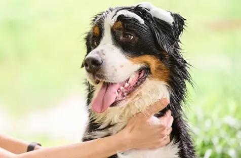 Beaphar-Hond-Verzorging