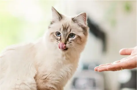 Beaphar-Kat-Voeding-en-Snacks