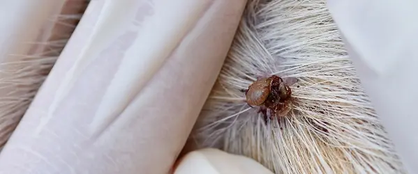 teek verwijderen hond mislukt