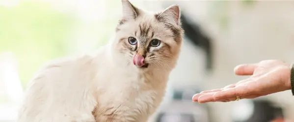 Beaphar Voeding en snacks kat producten