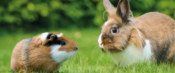 Beaphar Care+ Nature