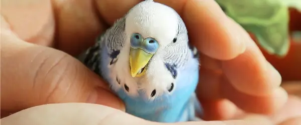 Beaphar verzorging vogel