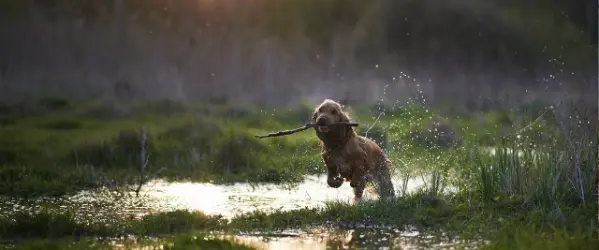 hond rent door water