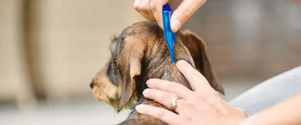 vlooien voorkomen hond