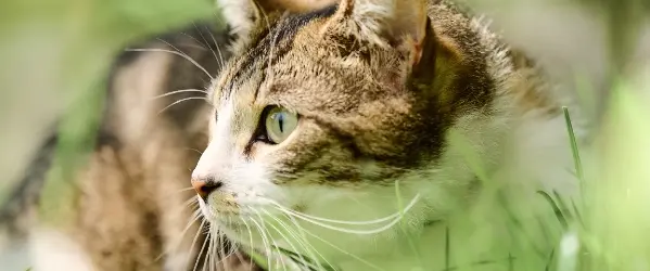 Beaphar vlooien en teken producten voor kat