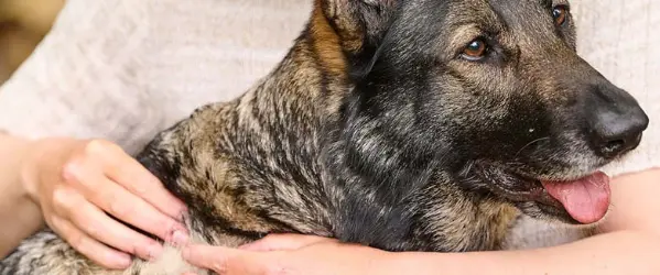 vlooienbeet herkennen bij hond en kat