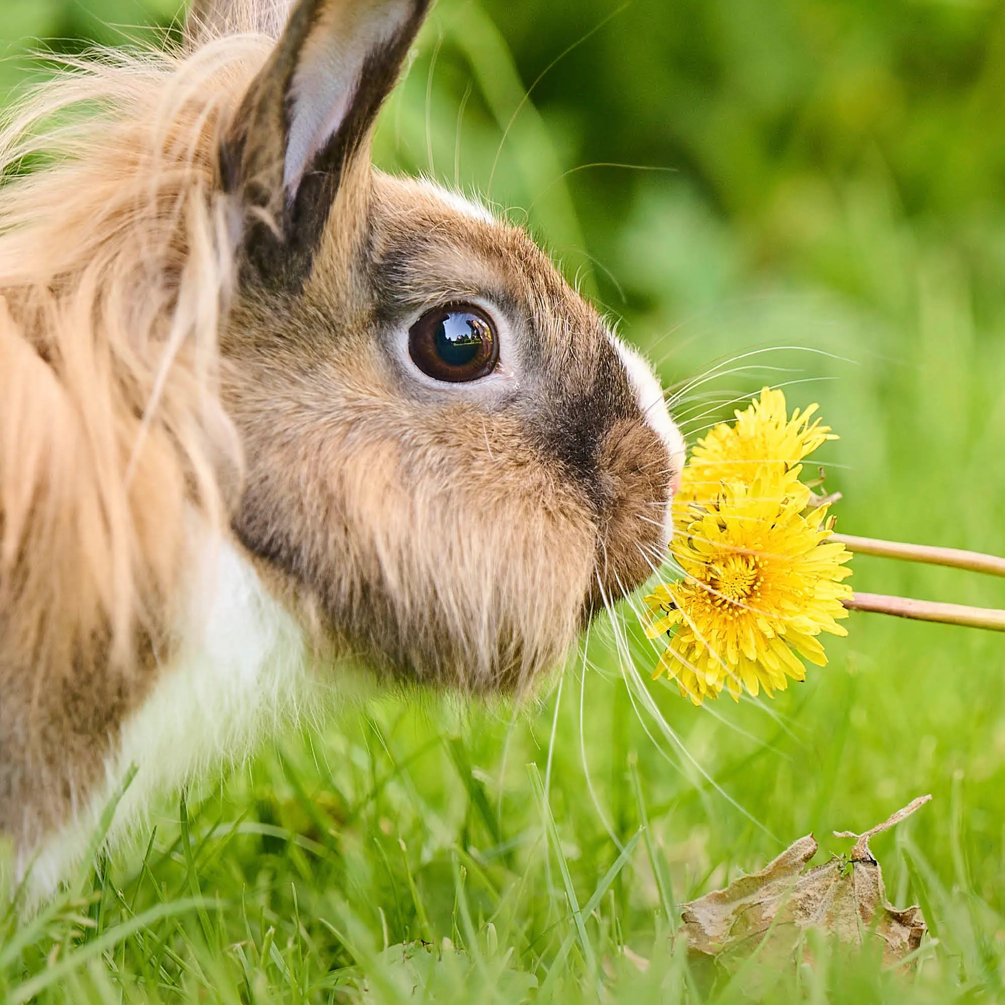 konijn paardenbloem