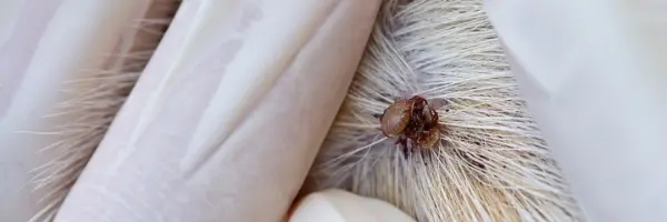 teek verwijderen hond mislukt