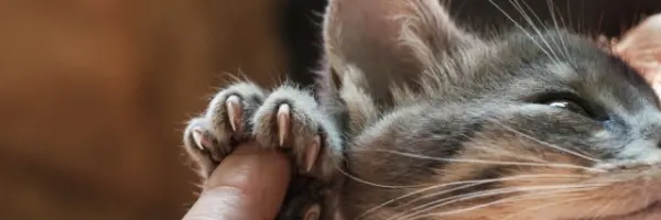 nagels kat