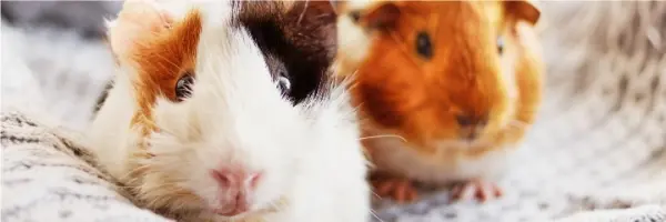 Beaphar cavia