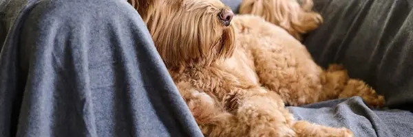 beaphar canicomfort voor stressvolle situaties gedragsproblemen honden